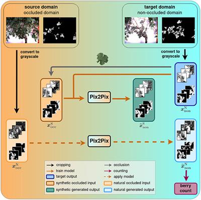 Behind the Leaves: Estimation of Occluded Grapevine Berries With Conditional Generative Adversarial Networks